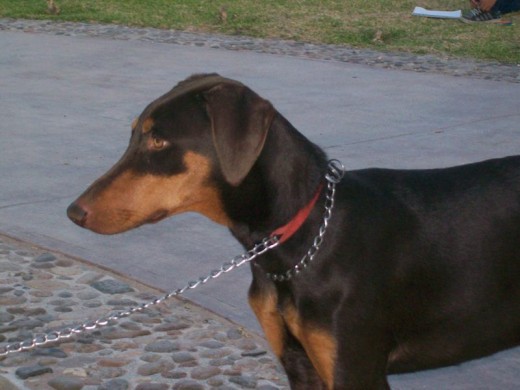 Troya viendo a Hades. Troya viendo a Hades.